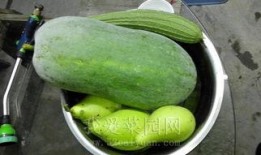 这天吃瓜得劲凉,吃瓜解暑，感受清凉一夏的乐趣