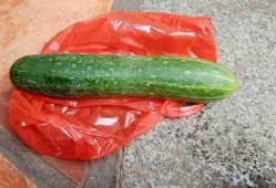 什么瓜吃不着,探寻生活中的趣味与哲理