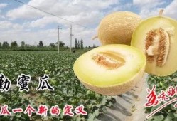 怎么吃民勤瓜,解锁美味新体验