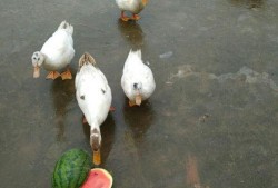 吃瓜鸭狗头,揭秘娱乐圈的欢乐与争议