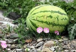 冰水面吃瓜,夏日消暑新风尚