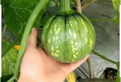 贵州魅魔吃瓜事件,揭秘网络谣言背后的真相