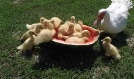 吃瓜鸭狗头,揭秘娱乐圈的欢乐与争议