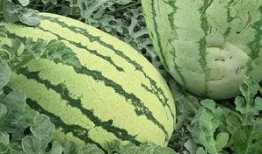 挂老瓜怎么吃,探索挂老瓜的多样美味烹饪法