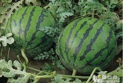 吃瓜吃半个,探寻美食与生活的和谐共鸣