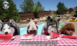 二狗冷吃瓜,揭秘娱乐圈幕后真相