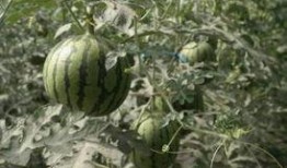 庞各庄吃瓜,一场别开生面的吃瓜盛宴