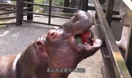 河马吃瓜搞怪,趣味横生的动物搞笑瞬间
