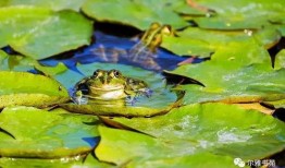 梦见青蛙吃小瓜,青蛙与瓜果的奇幻对决