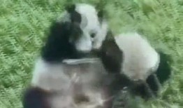 一个吃瓜神经病熊喵,一场荒诞的瓜界盛宴