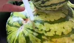 吃最有趣的瓜,盘点那些让人捧腹大笑的趣味瓜界风云