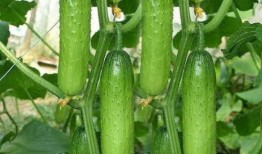 爬瓜怎么吃,解锁夏日清凉新吃法