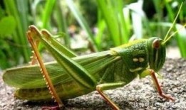 蚂蚱吃不吃瓜,揭秘昆虫食性之谜