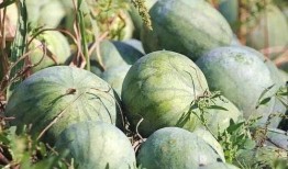 魏县南市场吃瓜,夏日吃瓜盛宴，品味生活百态