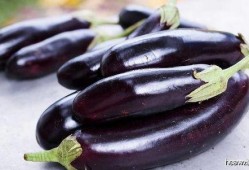 角瓜和茄子能一起吃吗,探究两者能否共食的奥秘