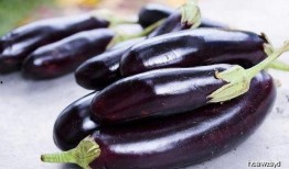 角瓜和茄子能一起吃吗,探究两者能否共食的奥秘