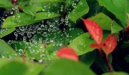 萤烛亭吃瓜,揭秘宫廷秘闻