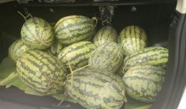 吃瓜的老灵魂,穿越时空的味蕾回忆