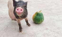 给猪吃的瓜,探寻猪食瓜的独特魅力