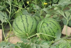 郑州财经事件吃瓜