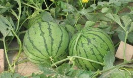 郑州财经事件吃瓜