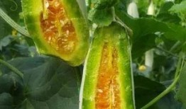 韩国吃瓜猛料,揭秘不为人知的幕后真相