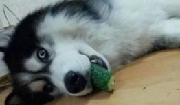 二狗冷吃瓜,揭秘娱乐圈幕后真相