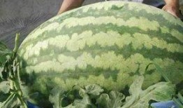 西中吃瓜,揭秘娱乐圈的甜蜜与苦涩