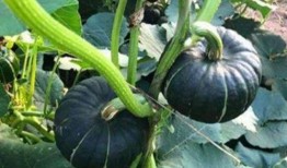 小sa神吃瓜,揭秘娱乐圈那些不为人知的幕后故事