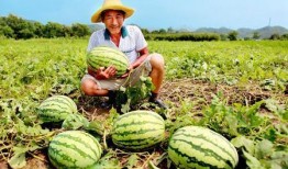 公路车路边吃瓜,悠闲吃瓜，感受骑行生活之美