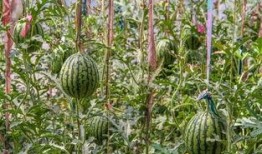 重庆高温吃瓜,重庆夏日高温下的清凉“瓜”事