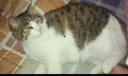 校园吃瓜猫,揭秘校园里的那些“瓜”