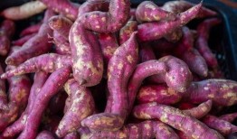 孕期可以吃瓜尘,瓜果飘香，营养满满