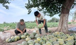 吃瓜年年吃今年瓜特多,吃瓜年盛况空前，今年瓜果飘香引人瞩目