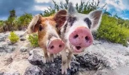 道具吃瓜猪咩咩,揭秘神秘道具背后的故事