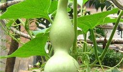 湖北吃瓠瓜吗,湖北人爱吃瓠瓜的饮食习惯探秘