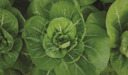 矮脚吃瓜,揭秘瓜农的甜蜜生活