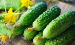 白爷爷吃瓜,白爷爷的夏日吃瓜趣事