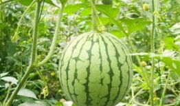 你吃的瓜甜不,揭秘甜蜜背后的秘密