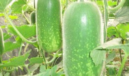 贵妃吃瓜图片真实高清,宫廷佳丽美态尽显