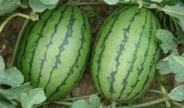 爬瓜怎么吃,解锁夏日清凉新吃法