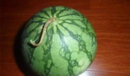 挂老瓜怎么吃,探索挂老瓜的多样美味烹饪法