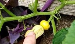 专吃苗的瓜,专吃苗的瓜的独特魅力