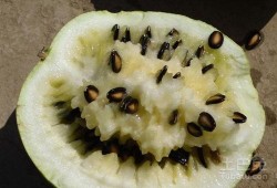 怀孕初期吃籽瓜,籽瓜助力健康孕育之旅