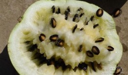 怀孕初期吃籽瓜,籽瓜助力健康孕育之旅