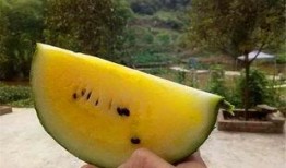 白爷爷吃瓜,白爷爷的夏日吃瓜趣事