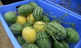 最新免费吃瓜群,畅享热门资讯，轻松成为娱乐圈知情者