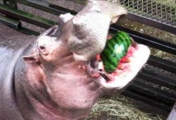 河马吃瓜搞怪,趣味横生的动物搞笑瞬间