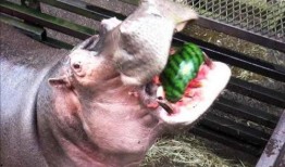 河马吃瓜搞怪,趣味横生的动物搞笑瞬间