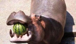 河马吃瓜搞怪,趣味横生的动物搞笑瞬间
